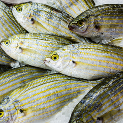 Whole Fish Packaging