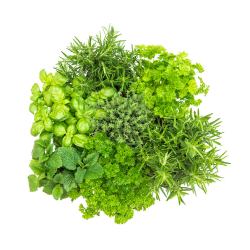 Fresh Parsley, Mint, Basil Vacuum Packaging